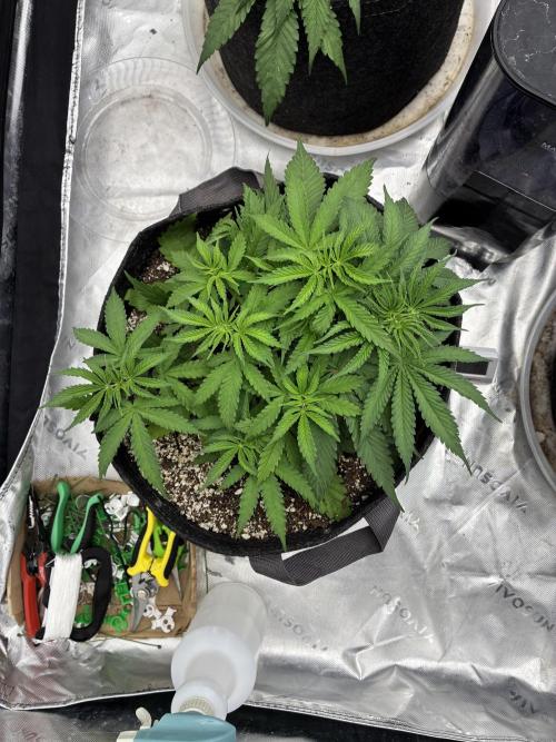 Cherry Punch F1 Feminised. Week 3