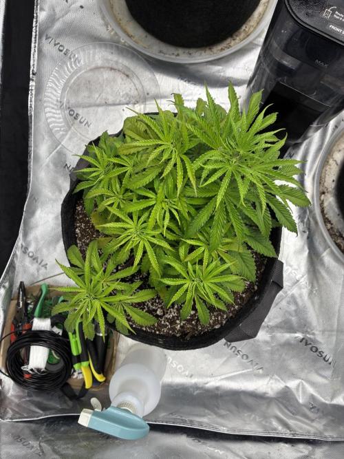 Cherry Punch F1. Week 4