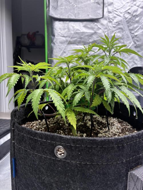 Cherry Punch F1 Feminised. Week 4