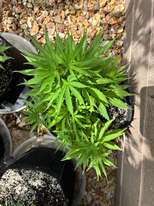 Cherry Punch F1. Week 5