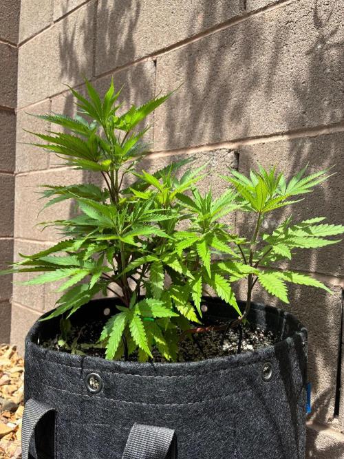 Cherry Punch F1. Week 5
