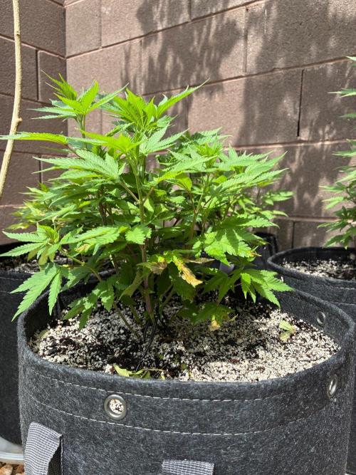 Cherry Punch F1. Week 5