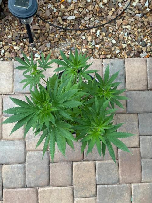 Cherry Punch F1. Week 6