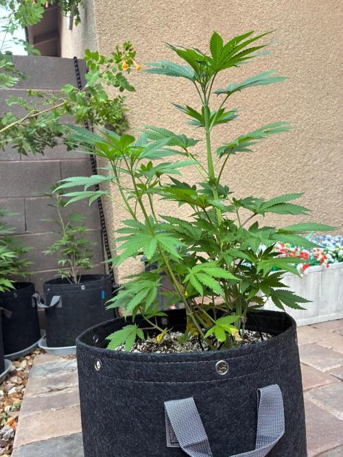 Cherry Punch F1. Week 6