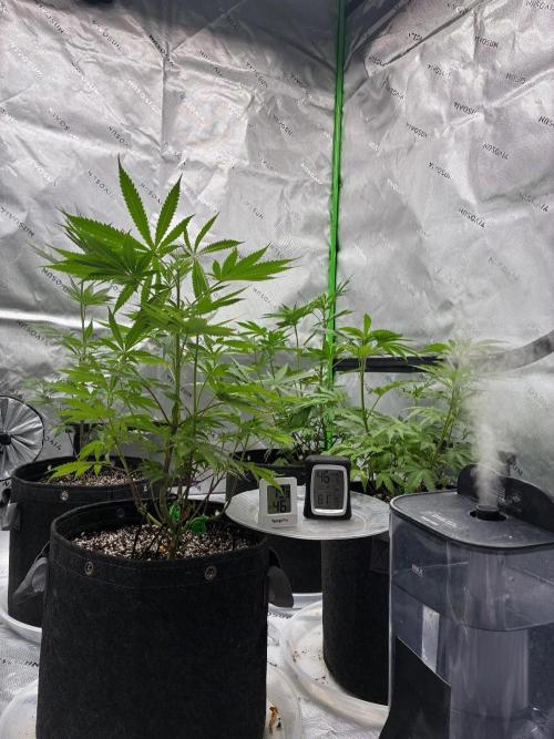 Cherry Punch F1. Week 7