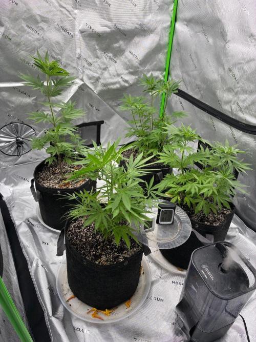 Cherry Punch F1. Week 7