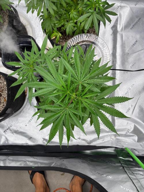 Cherry Punch F1. Week 8