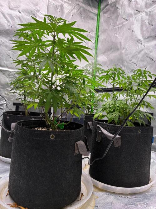 Cherry Punch F1. Week 8
