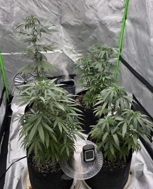 Cherry Punch F1. Week 9