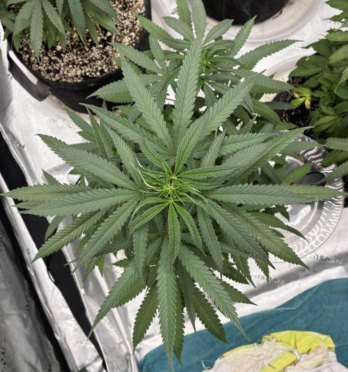 Cherry Punch F1. Week 9