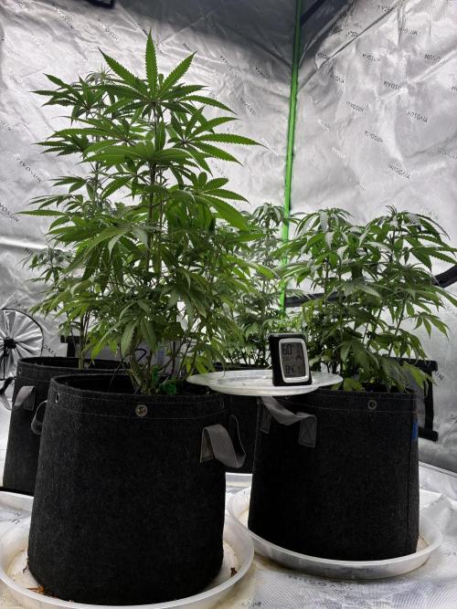 Cherry Punch F1. Week 9