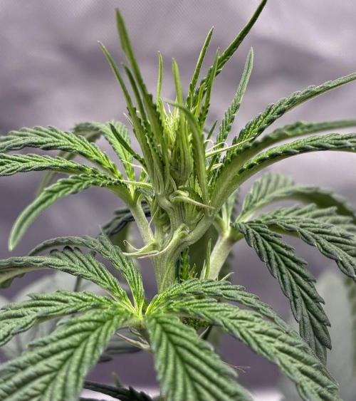 Cherry Punch F1. Week 9
