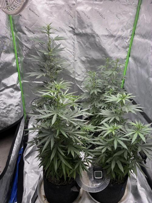Cherry Punch F1. Week 10