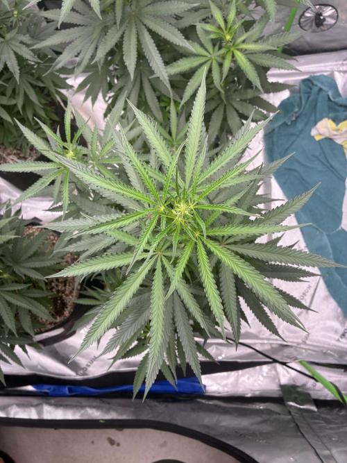 Cherry Punch F1. Week 10