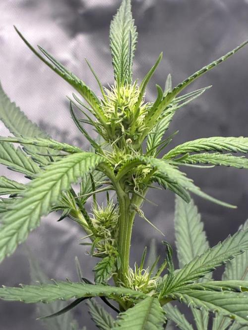 Cherry Punch F1. Week 10