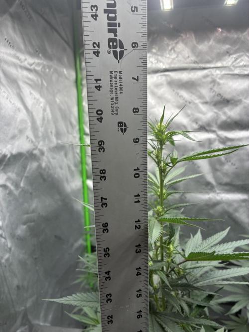 Cherry Punch F1. Week 10