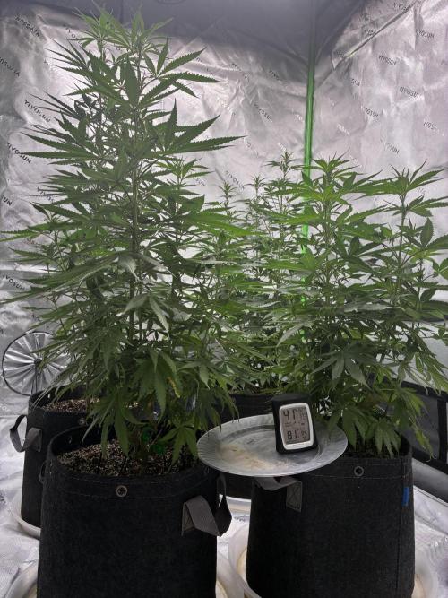 Cherry Punch F1. Week 10