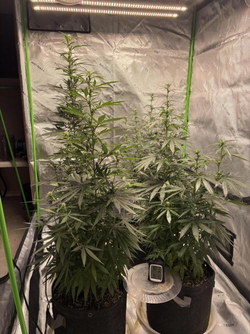 Cherry Punch F1. Week 11