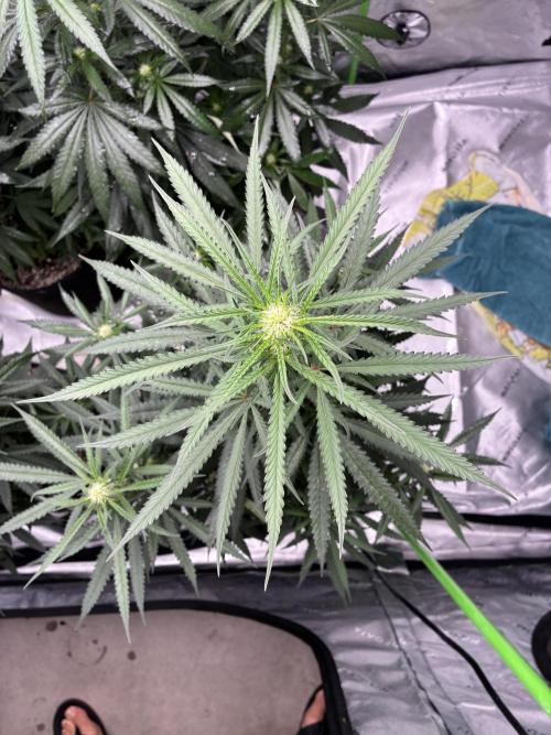 Cherry Punch F1. Week 11