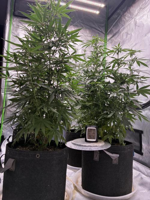 Cherry Punch F1. Week 11