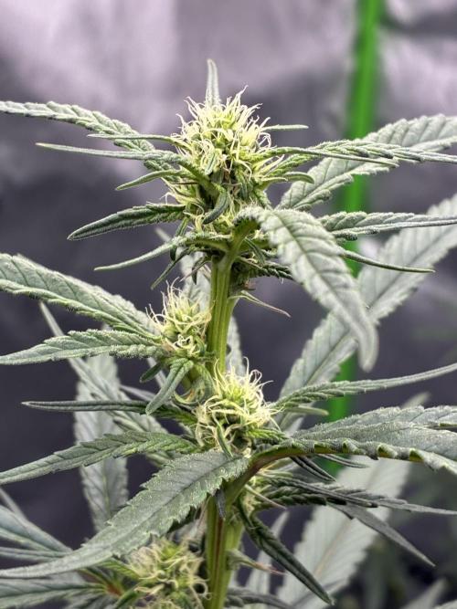 Cherry Punch F1. Week 11