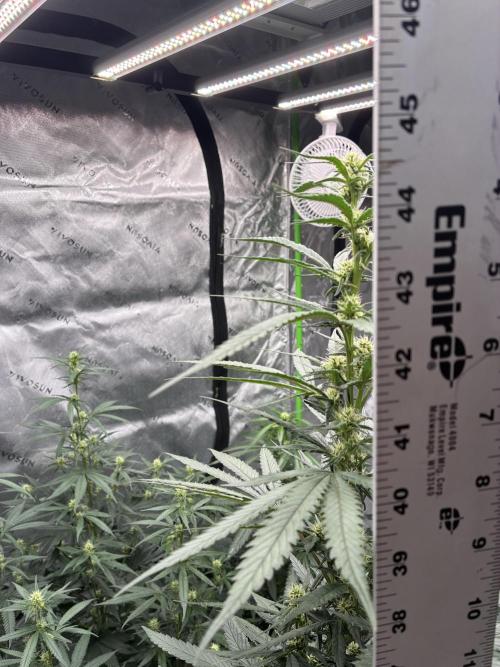 Cherry Punch F1. Week 11