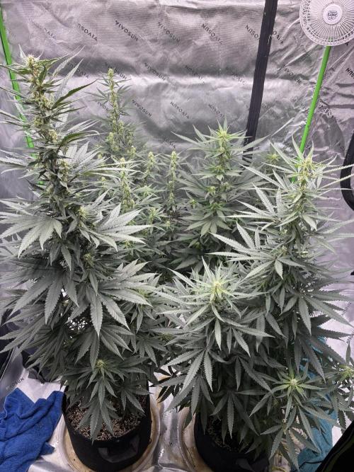 Cherry Punch F1. Week 12