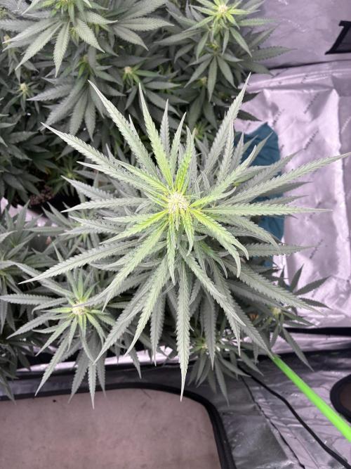 Cherry Punch F1. Week 12