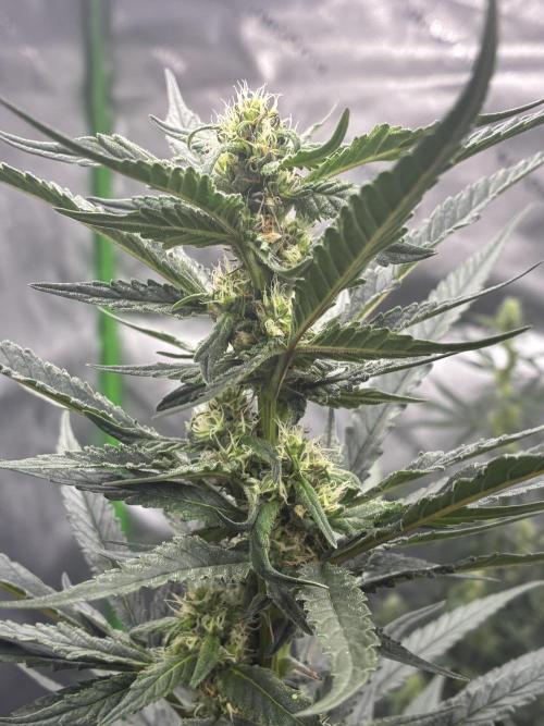 Cherry Punch F1. Week 12