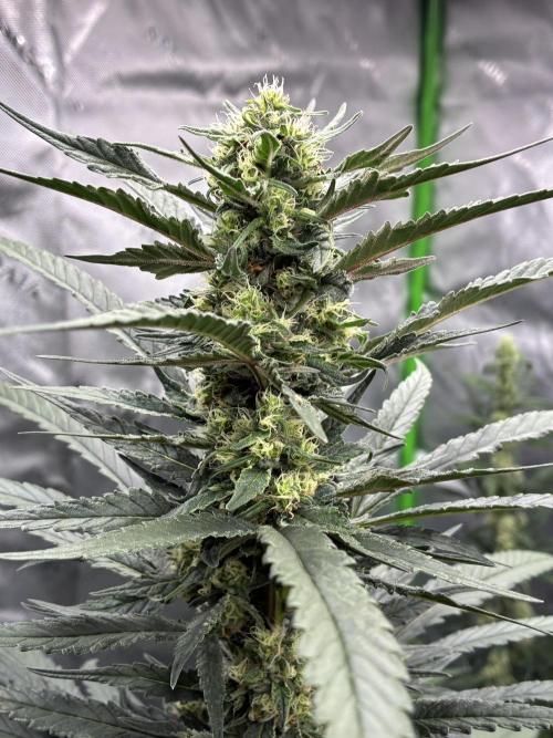 Cherry Punch F1. Week 13
