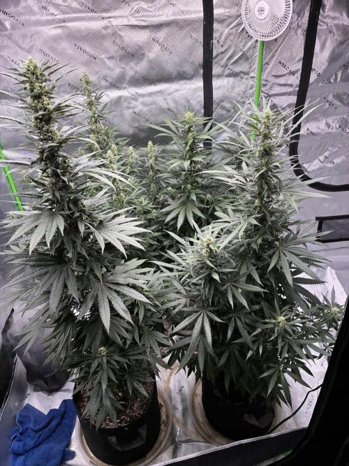 Cherry Punch F1. Week 13