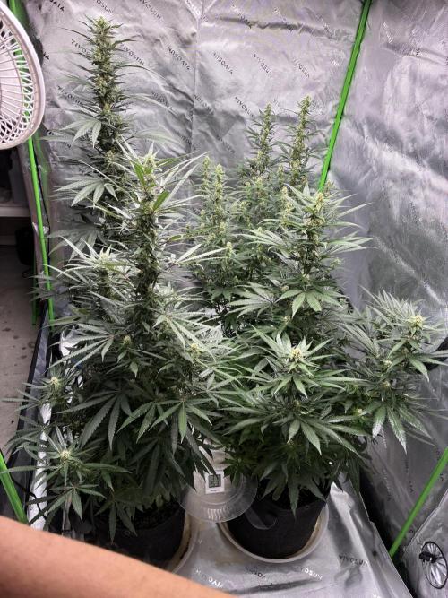 Cherry Punch F1. Week 13