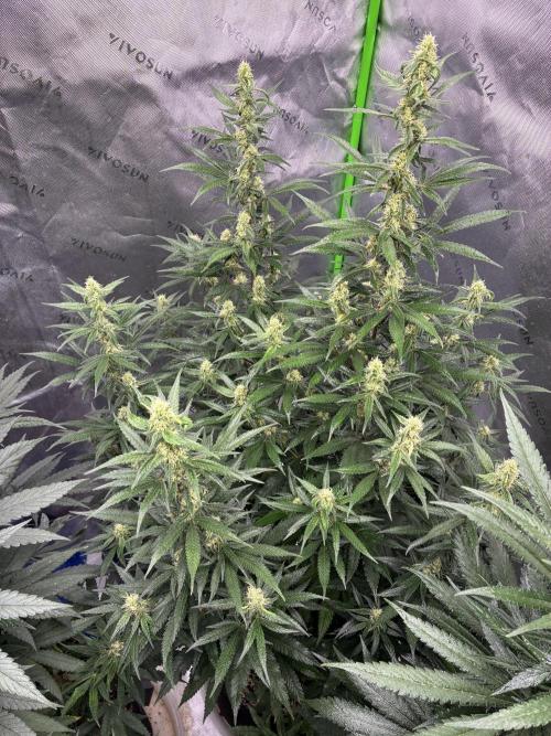 Cherry Punch F1. Week 13