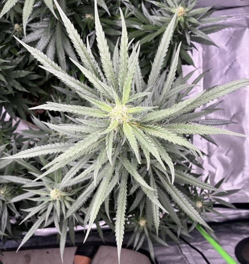 Cherry Punch F1. Week 13