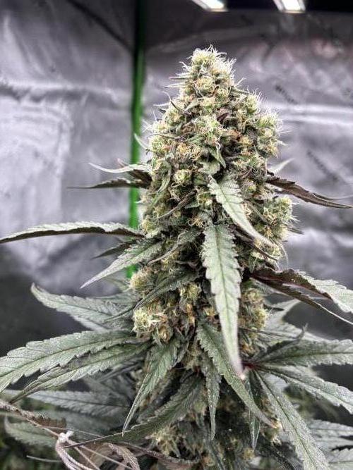 Cherry Punch F1. Week 16
