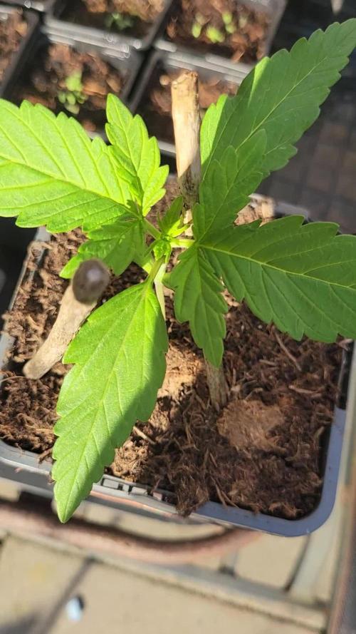 Lemon haze auto