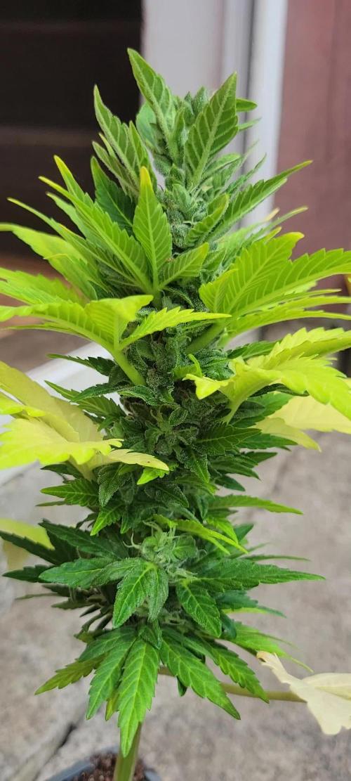 Lemon haze auto