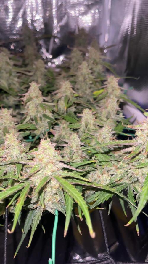 Blue Dream Auto - Fast Buds