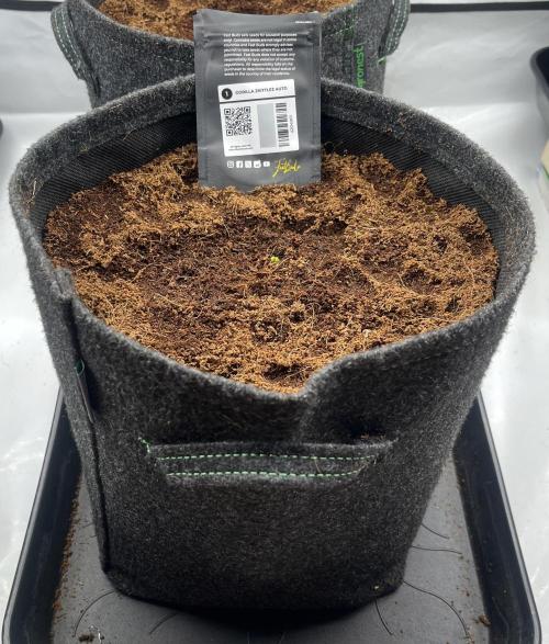 Gorilla Z Auto - FastBuds 420. Week 1 - Day 1