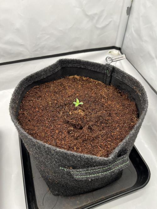 Gorilla Z Auto - FastBuds 420. Week 1 - Day 3
1L Nutrient Solution
