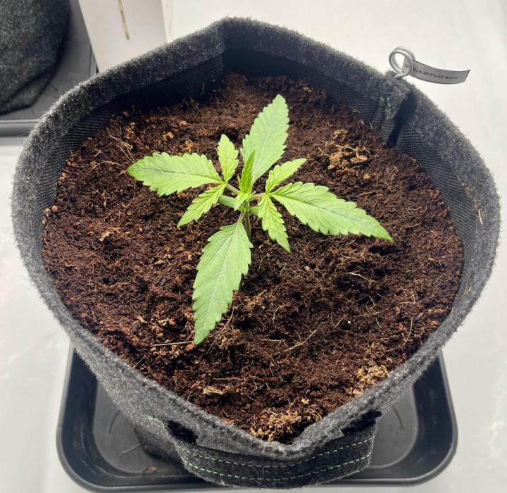 Gorilla Z Auto - FastBuds 420. Week 2 - Day 9