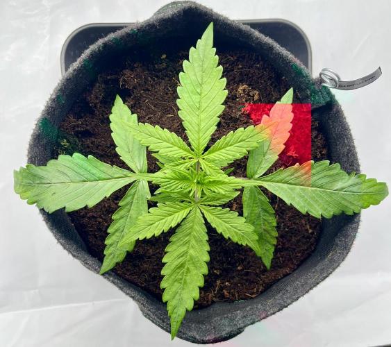 Gorilla Z Auto - FastBuds 420. Week 2 - Day 12 before...