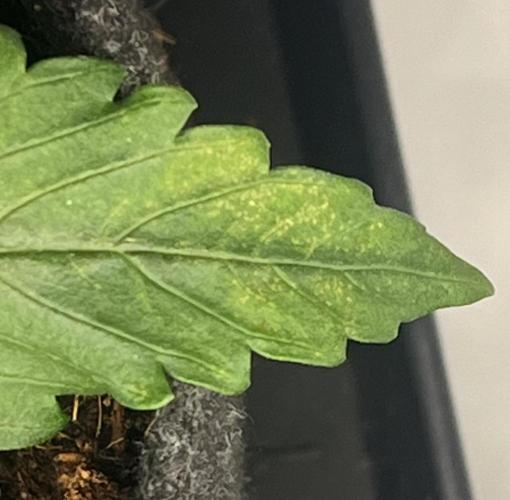 Gorilla Z Auto - FastBuds 420. Week 2 - Fan leafes