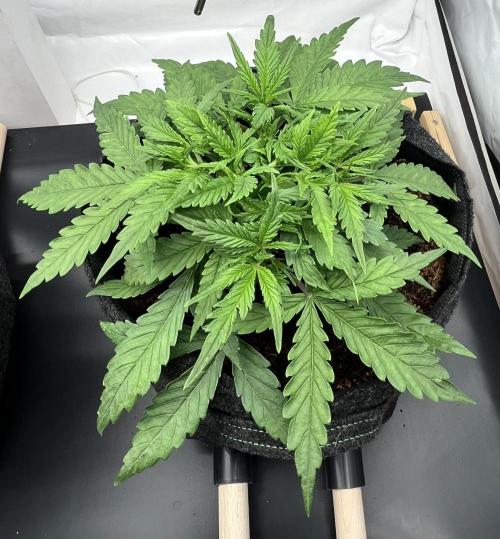 Gorilla Z Auto - FastBuds 420. Week 3 - Day 20