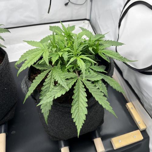 Gorilla Z Auto - FastBuds 420. Week 4 - Day 22