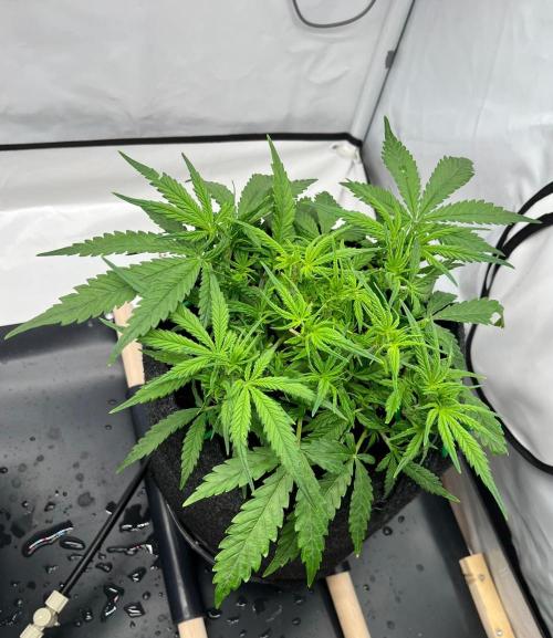 Gorilla Z Auto - FastBuds 420. Week 4 - Day 26 