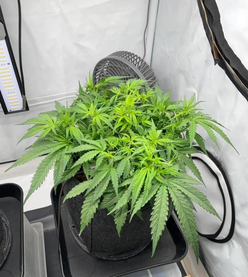 Gorilla Z Auto - FastBuds 420. Week 5 - Day 31