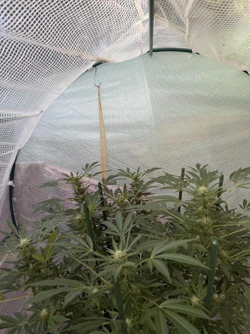 Sherb Queen  RQS. Week 4