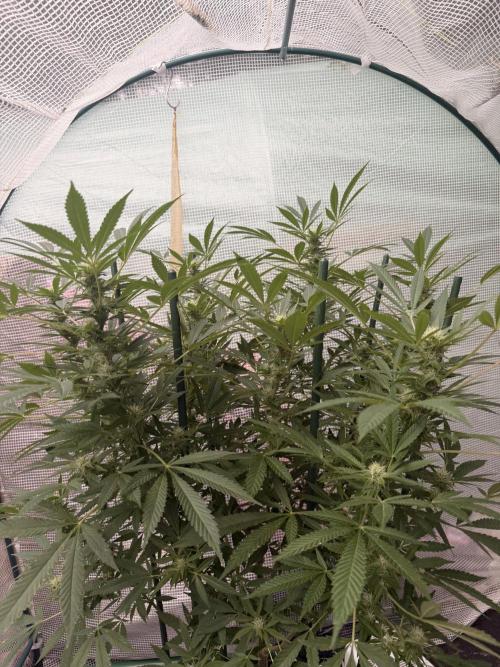 Sherb Queen  RQS. Week 4