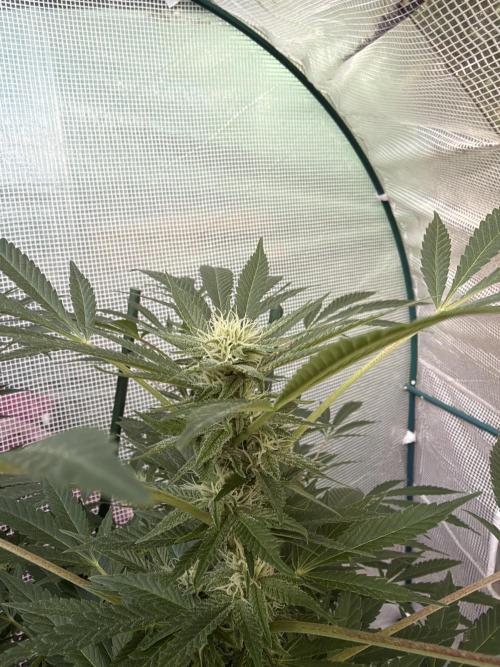 Sherb Queen  RQS. Week 4